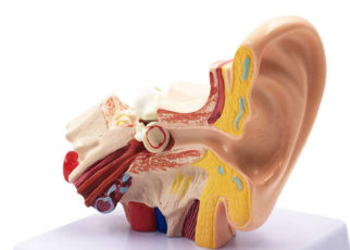 Bagian Telinga & Cara Alat Bantu Dengar Memaksimalkannya