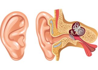 Bagian Telinga dan Cara Alat Bantu Dengar Memaksimalkannya