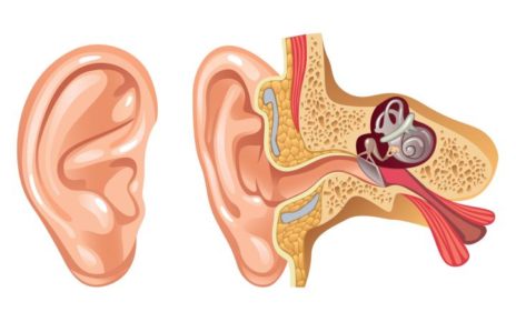 Bagian Telinga dan Cara Alat Bantu Dengar Memaksimalkannya