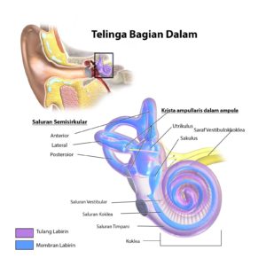 Ototoksisitas dan Kaitannya Dengan Gangguan Pendengaran